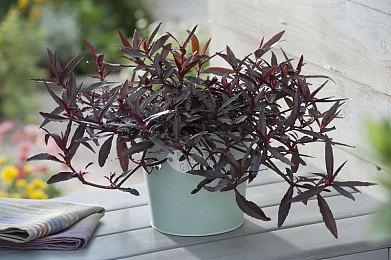 黄油吐司猫永动机 解密游戏《Cato》上线Steam页面